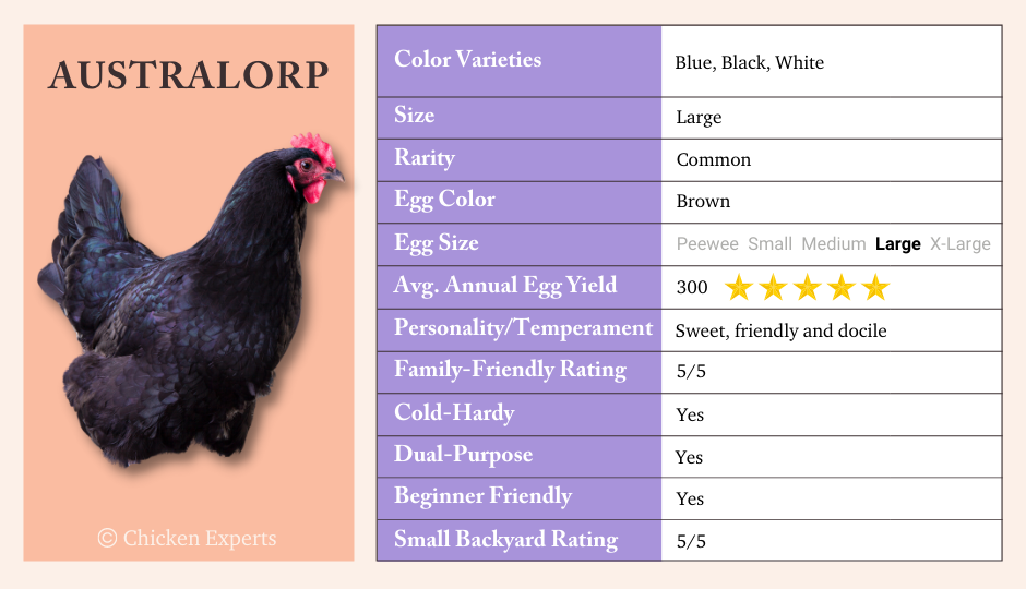 Australorp Chicken Key Breed Characteristics