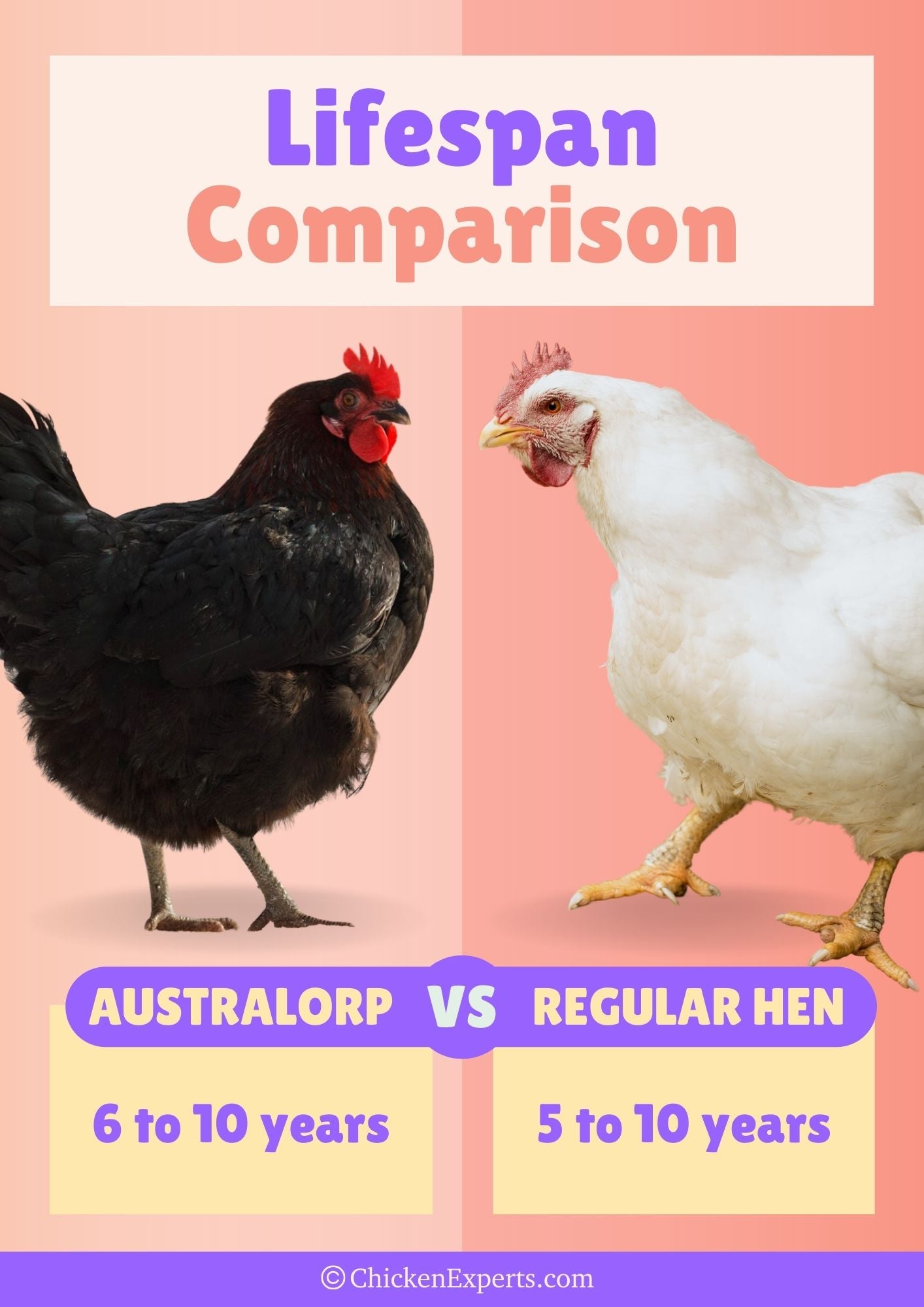 australorp lifespan comparison