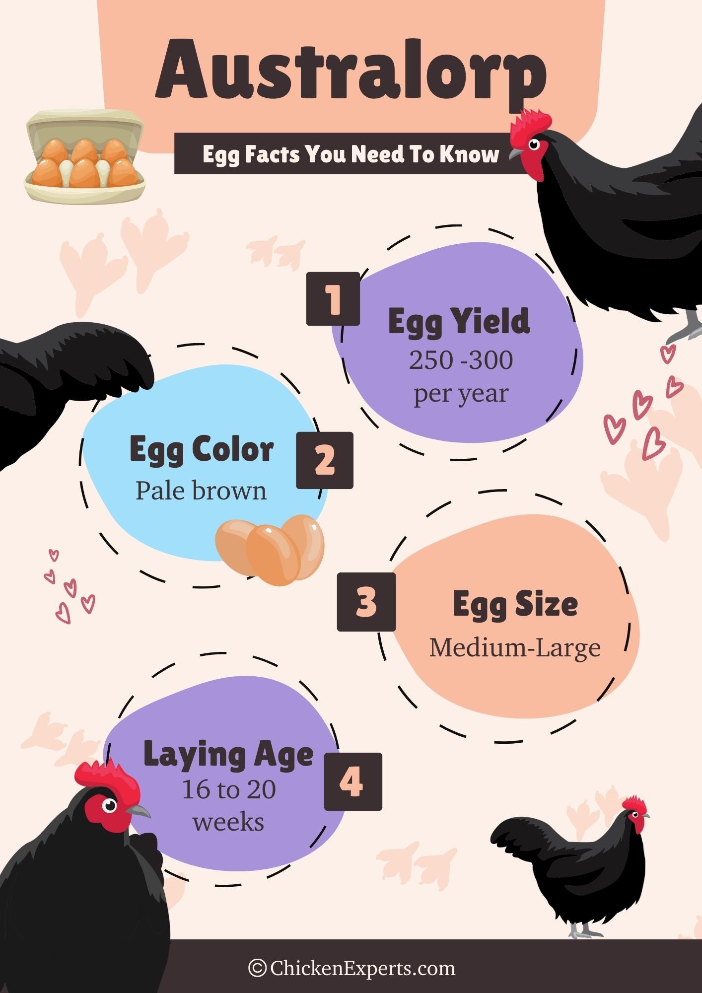 australorp egg facts