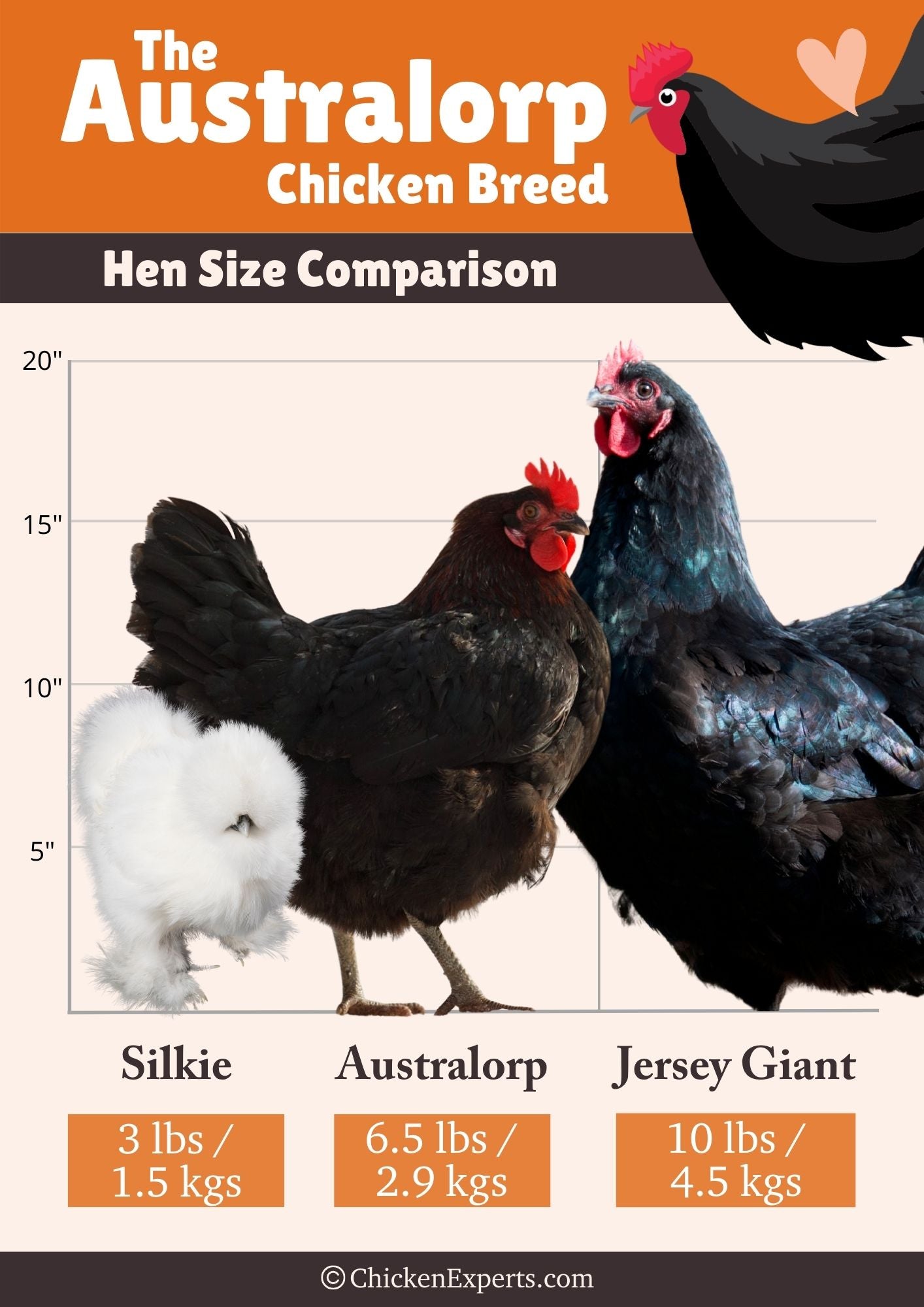 australorp-hen-size-comparison