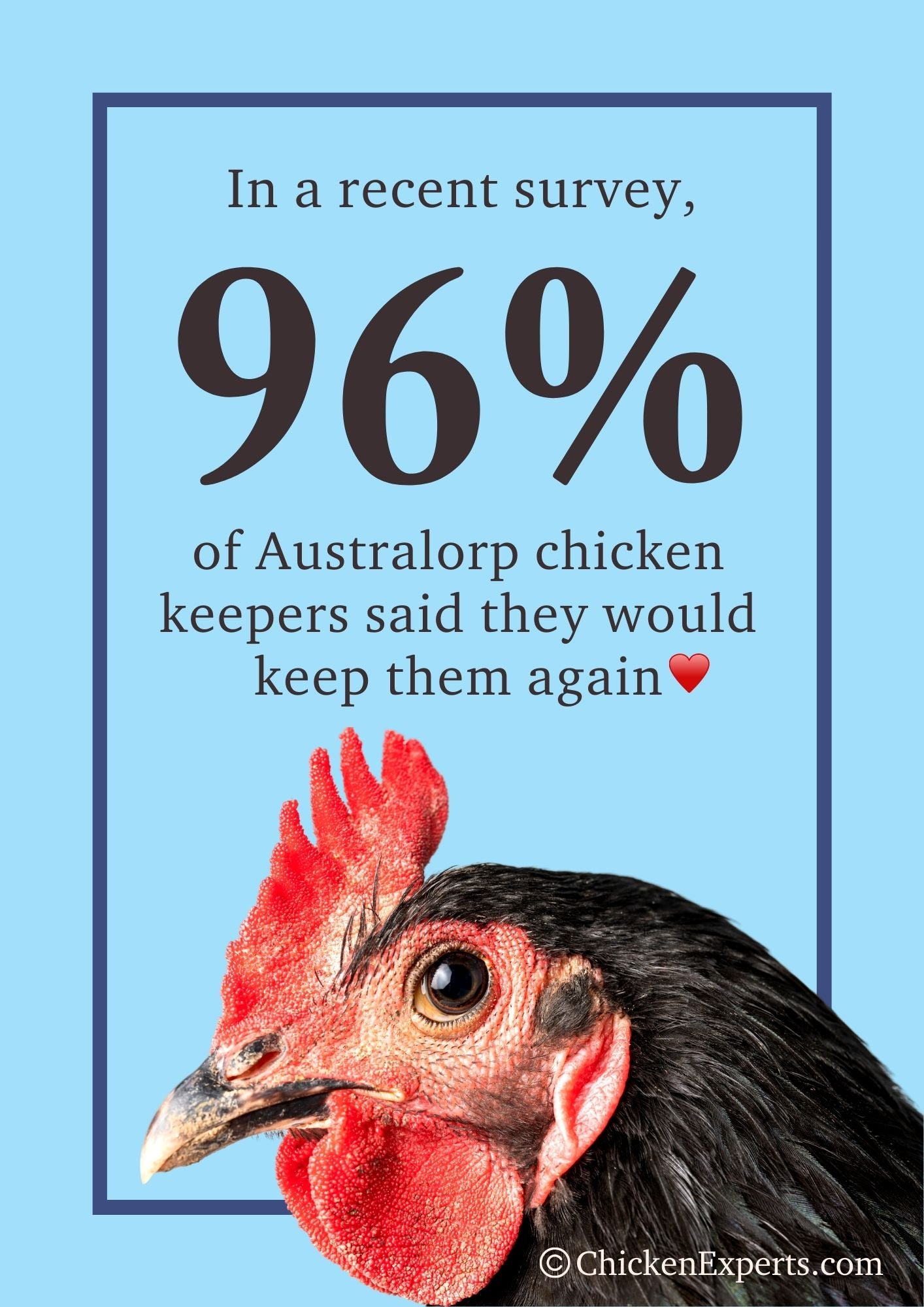 australorp chicken keepers said they will keep them again