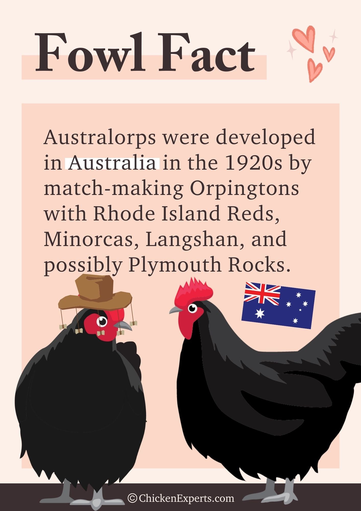 australorp origin fact