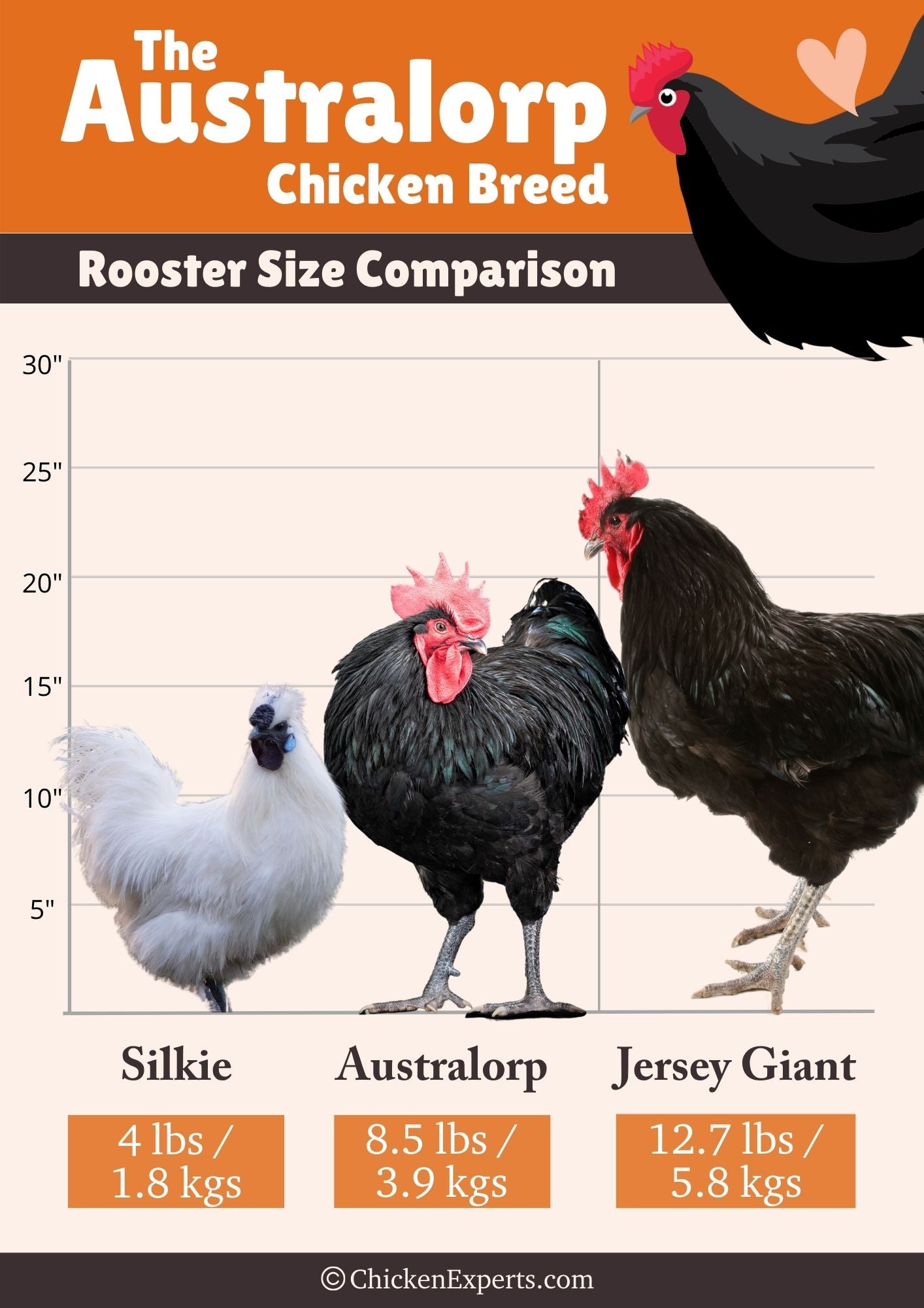 australorp rooster size comparison