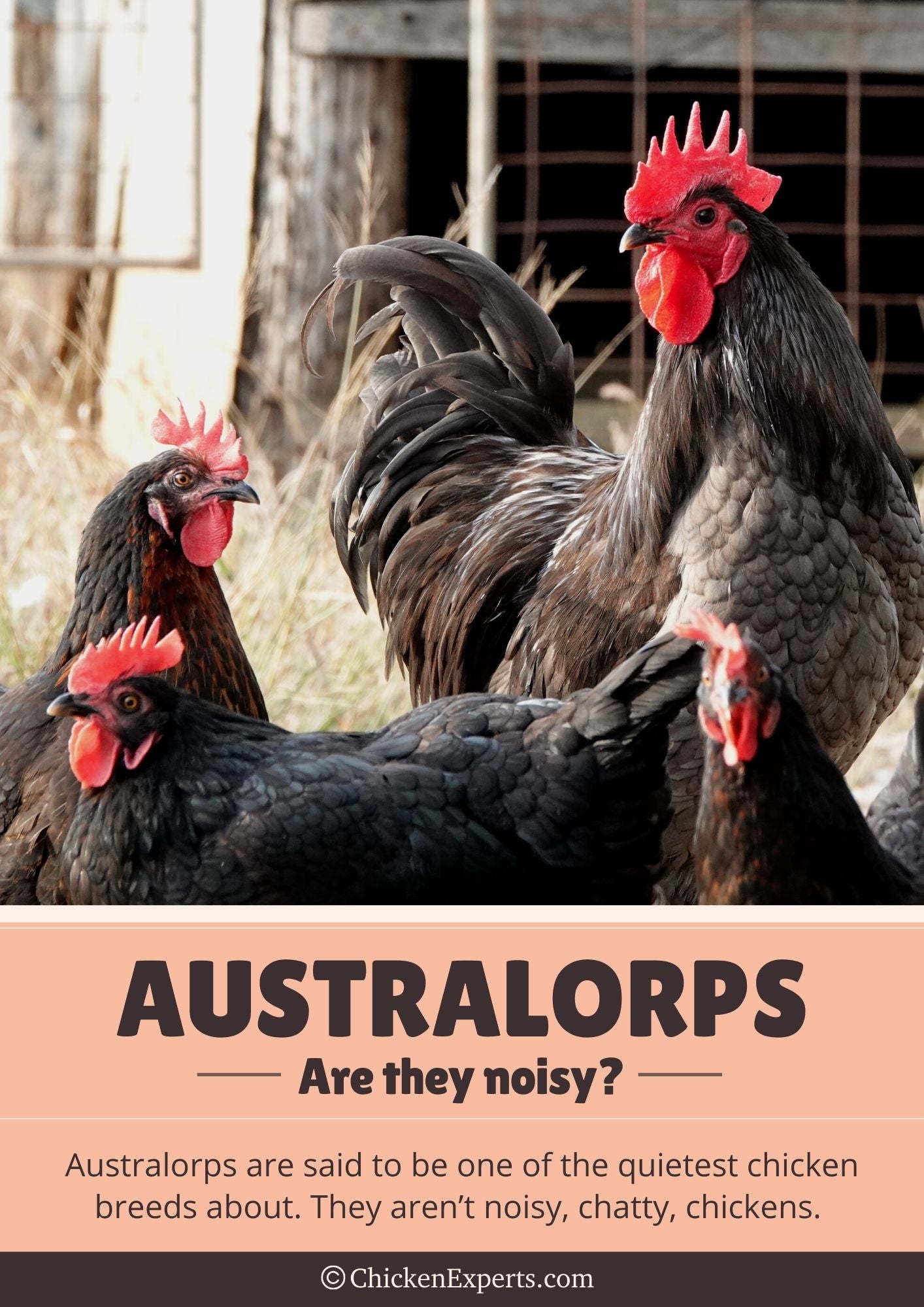 are australorps noisy