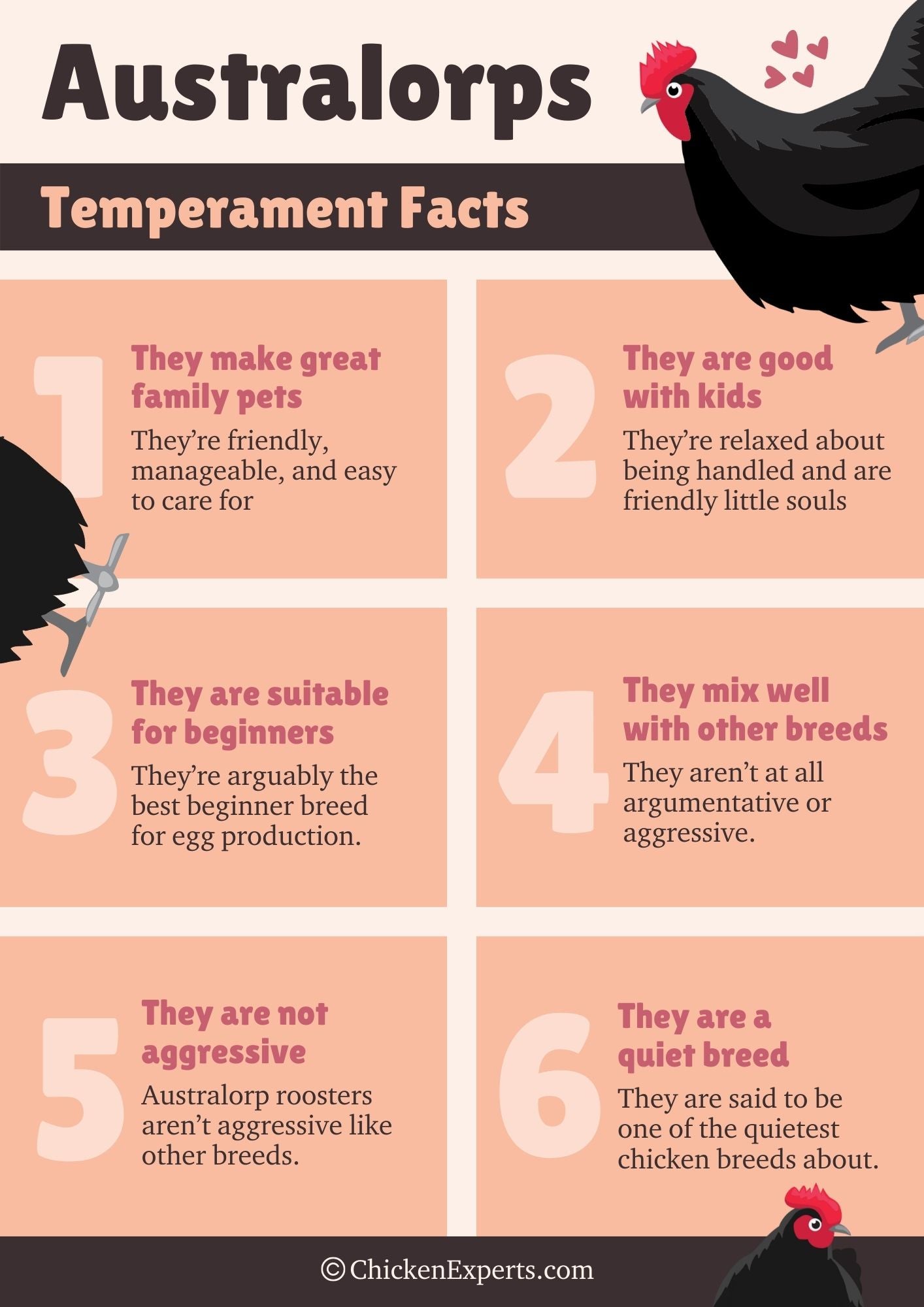 australorp temperament facts