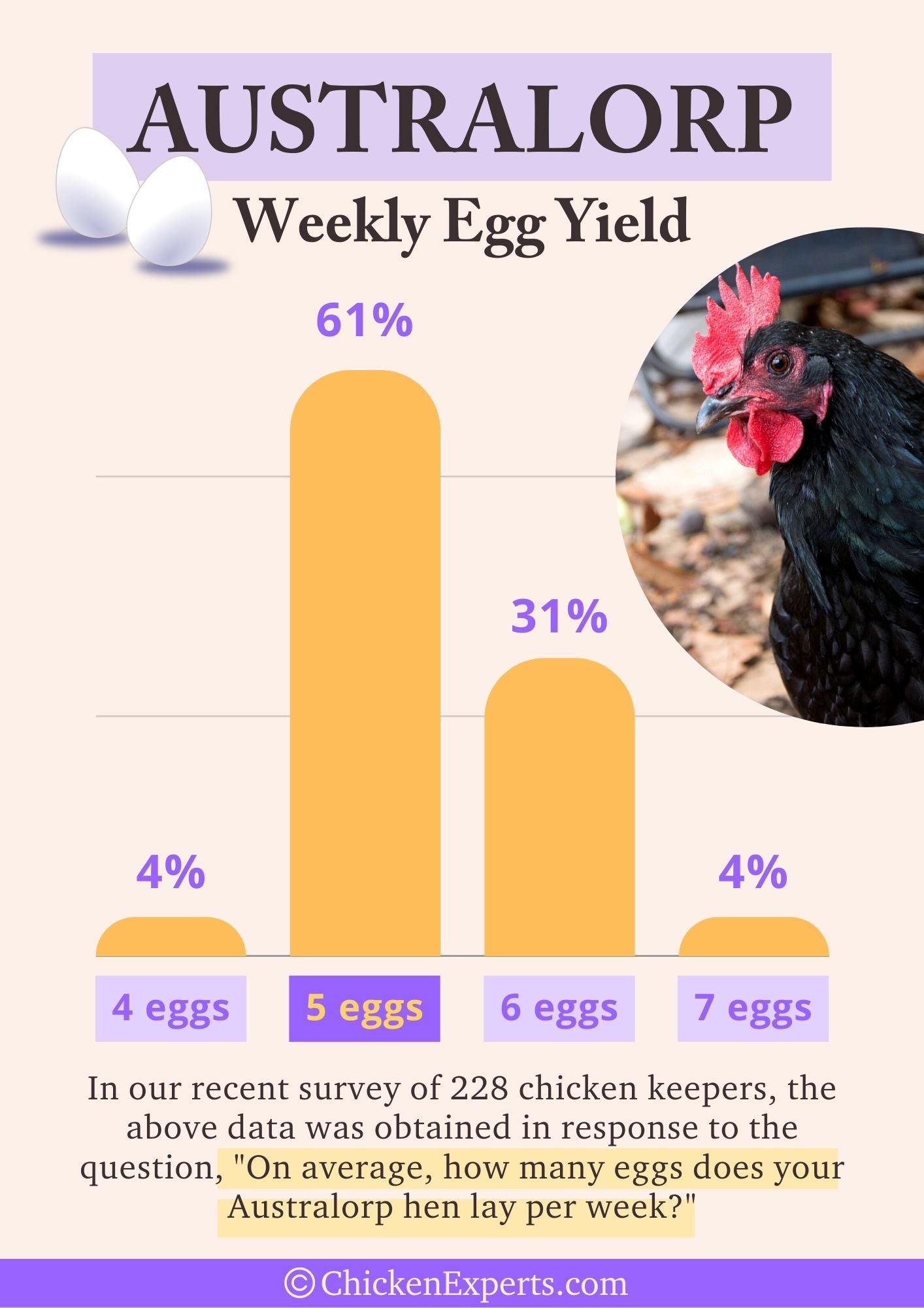 australorp chicken weekly egg yield