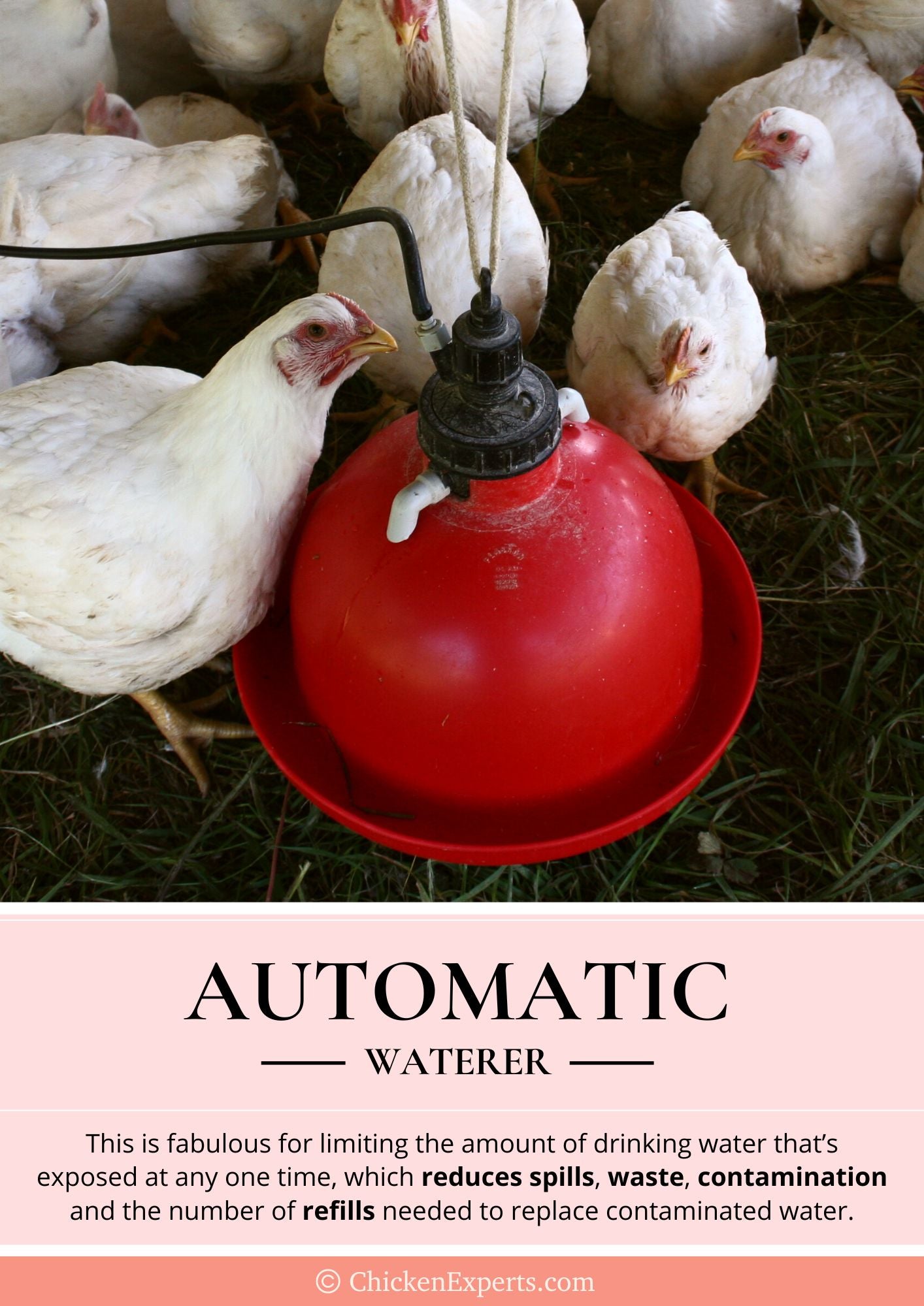 automatic waterer for chickens
