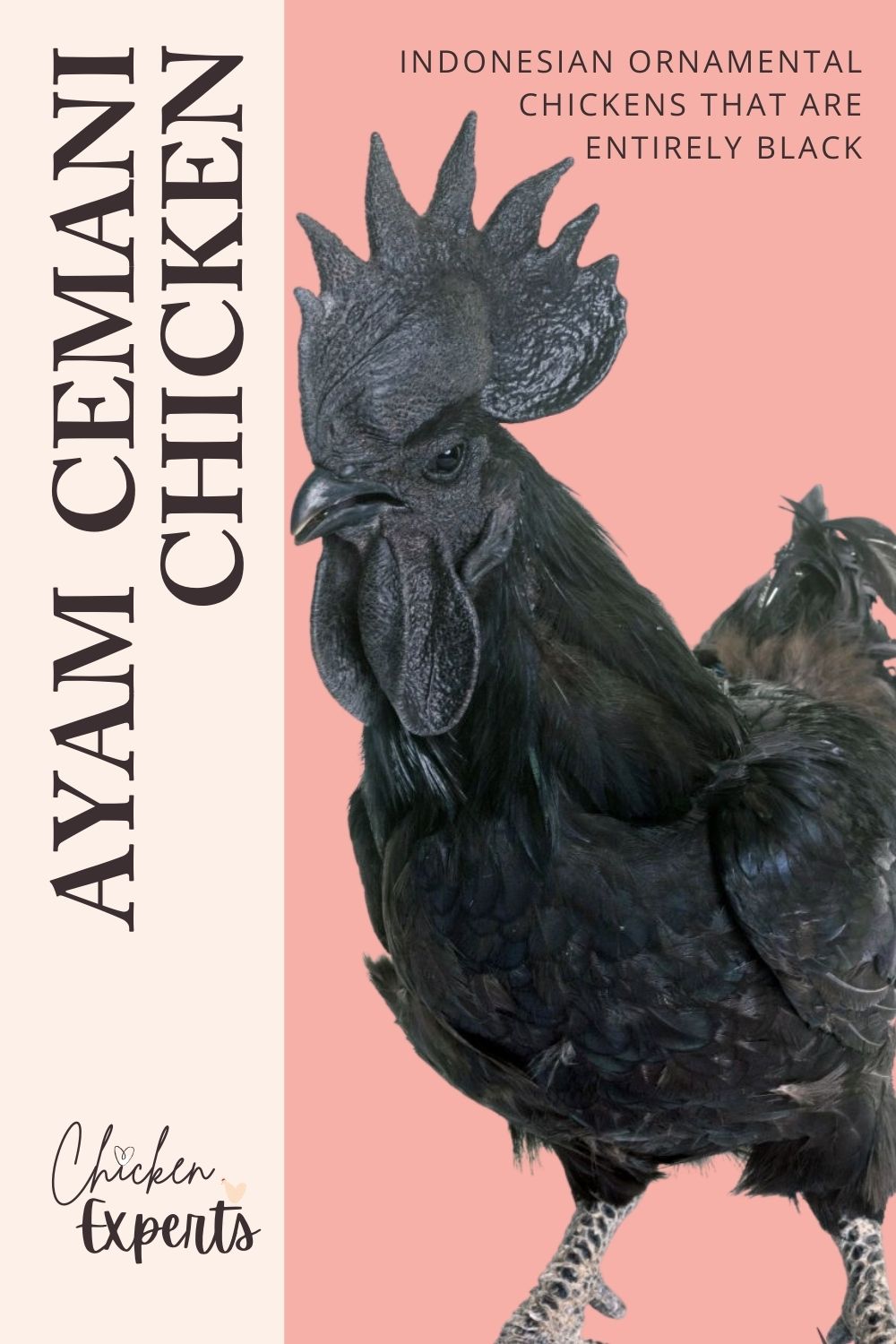 ayam cemani chicken