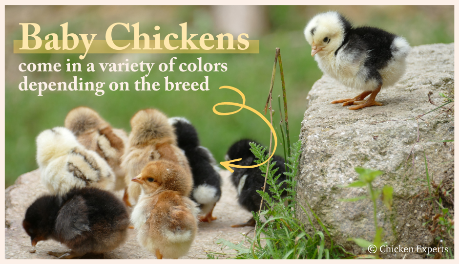 baby chickens with different colors