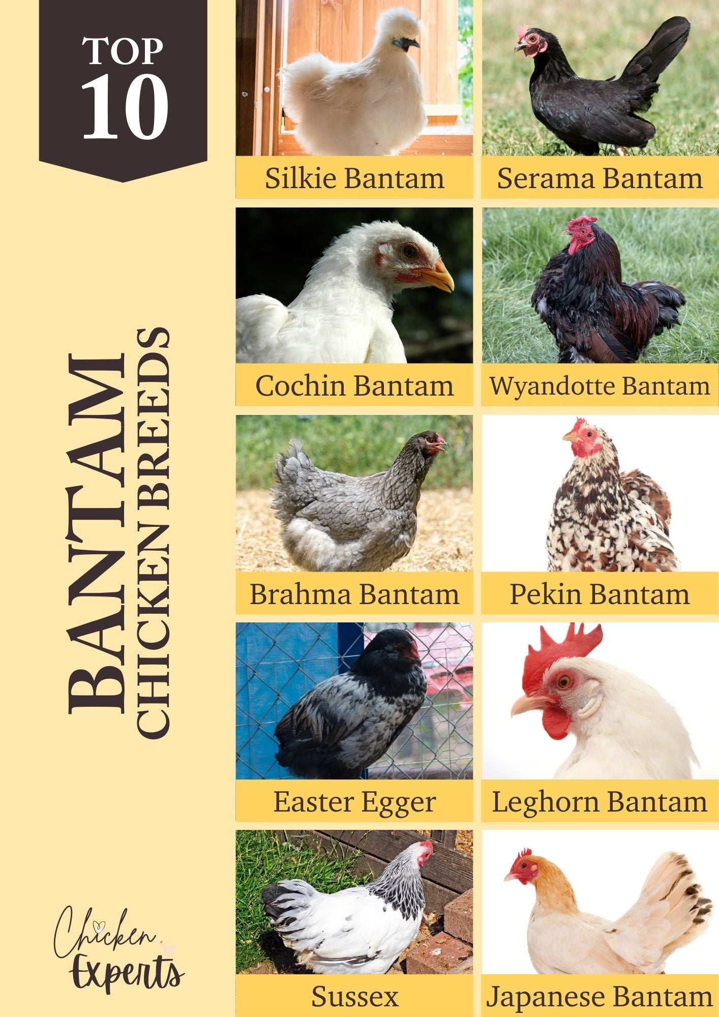 best bantam chicken breeds