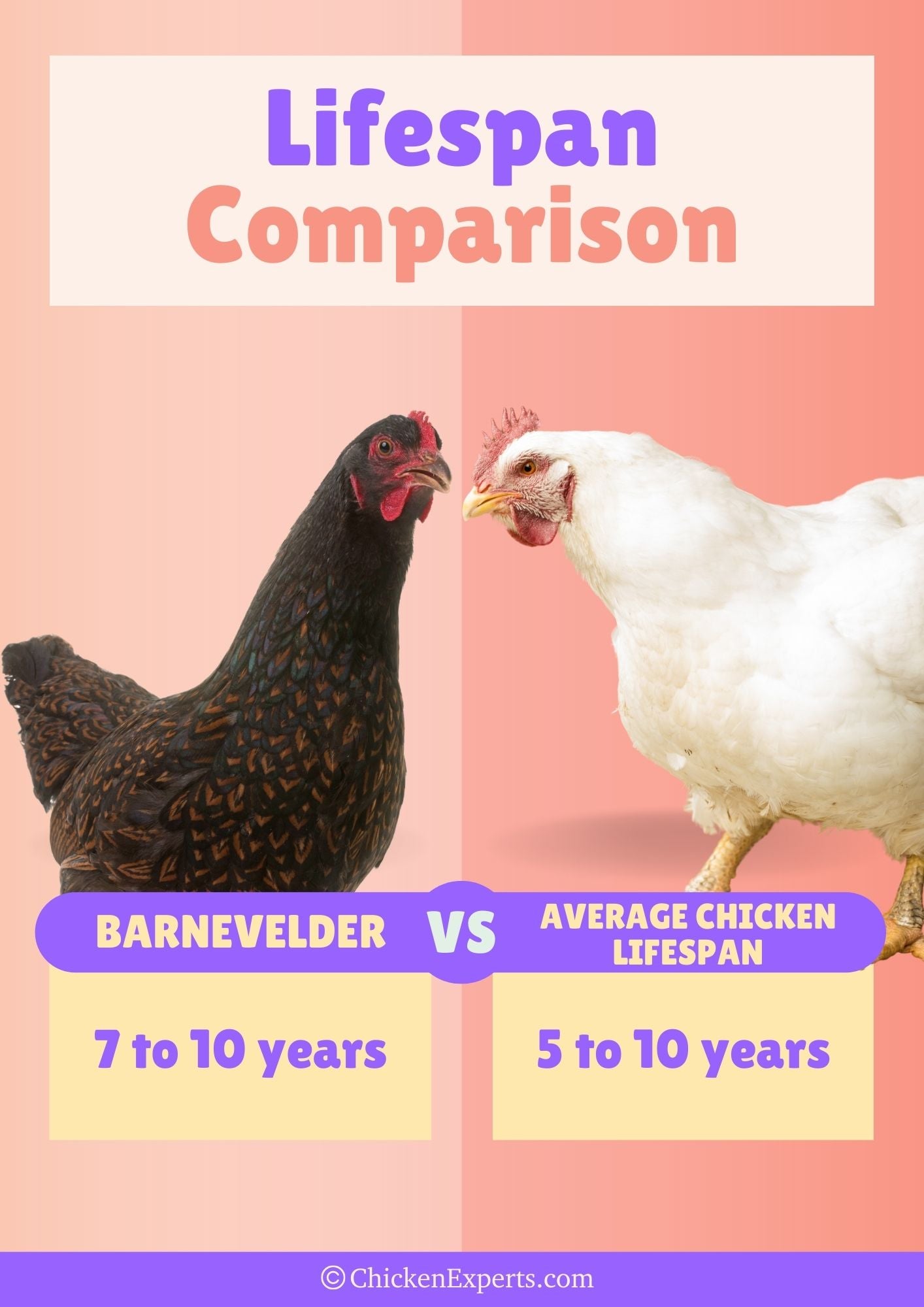 barnevelder lifespan comparison