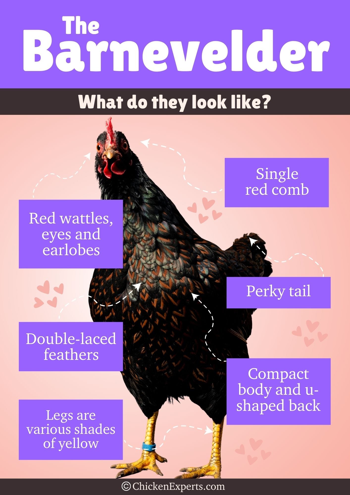 physical-characteristics-of-barnevelder-chickens