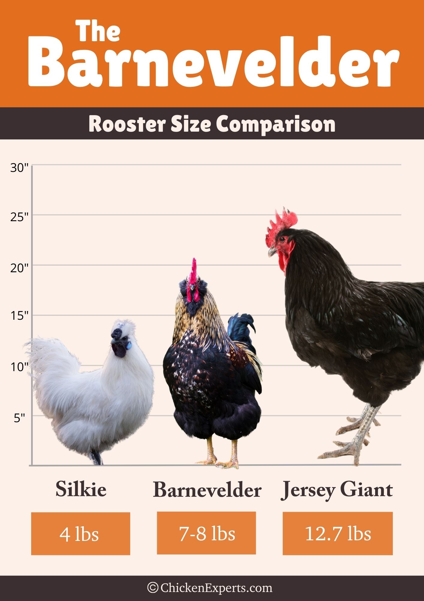 barnevelder rooster size comparison