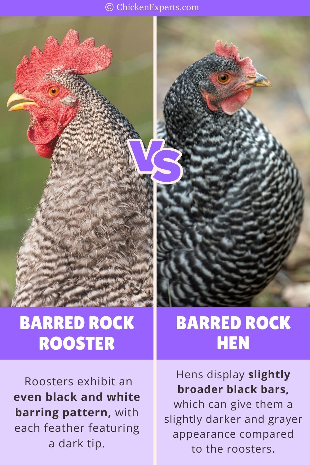 barred rock roosters versus hens