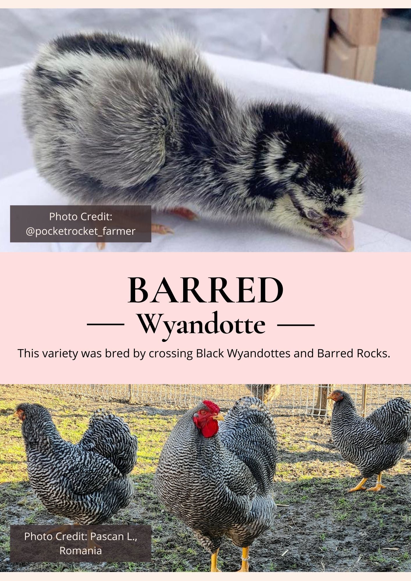 barred wyandotte chicken