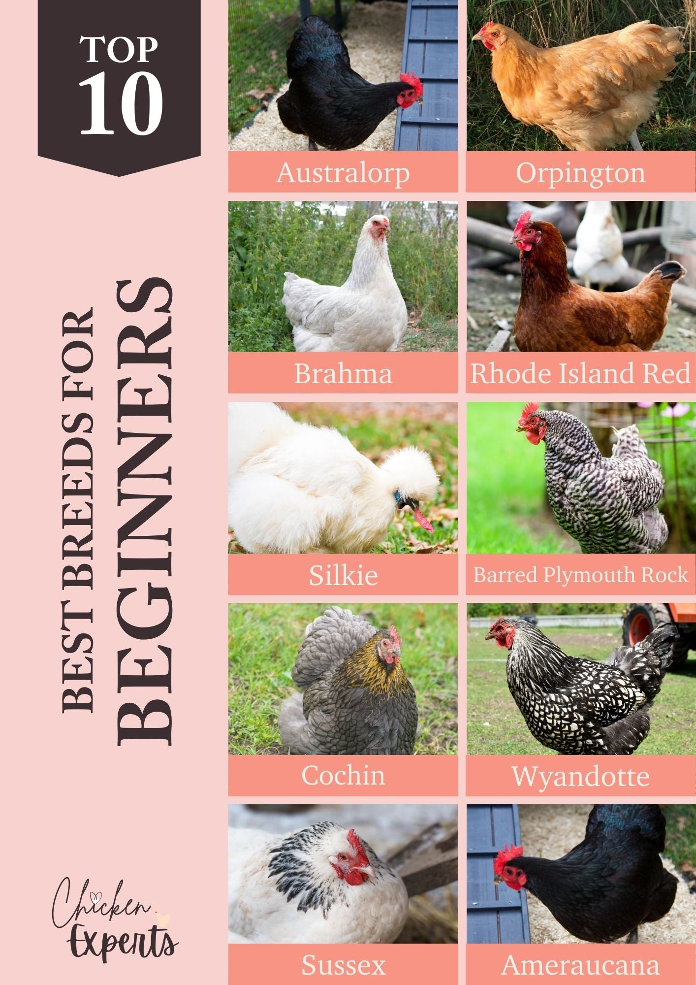 best chicken breeds for beginners