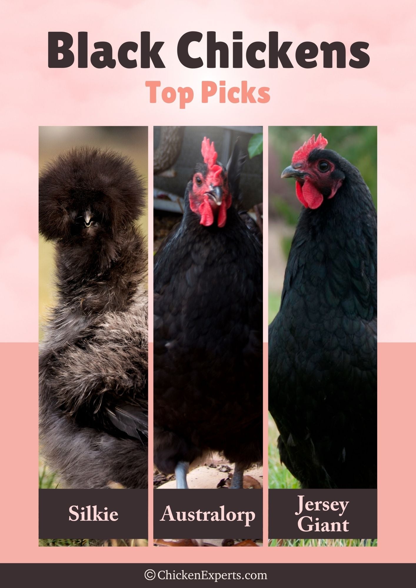 best black chickens