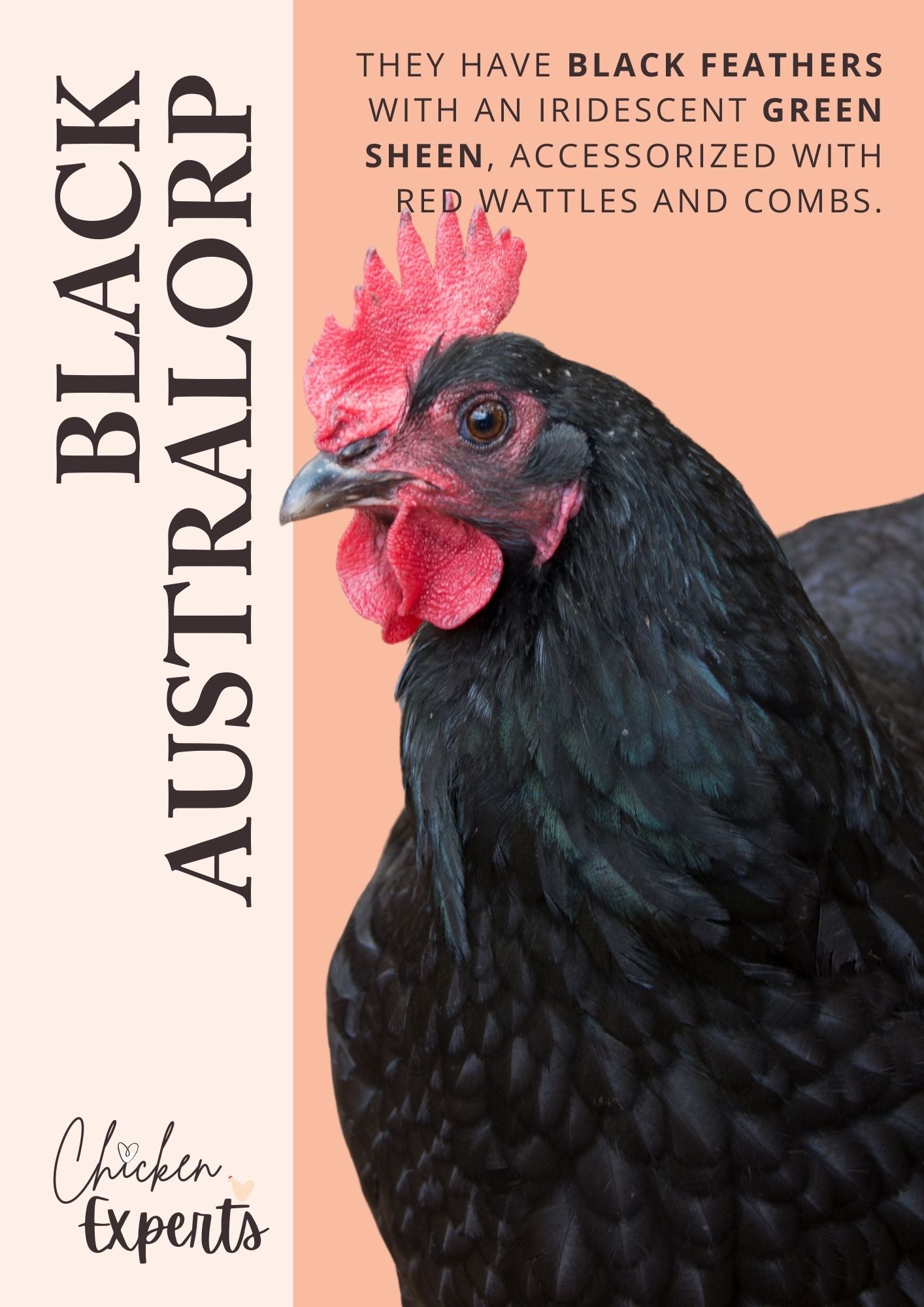 black australorp chicken