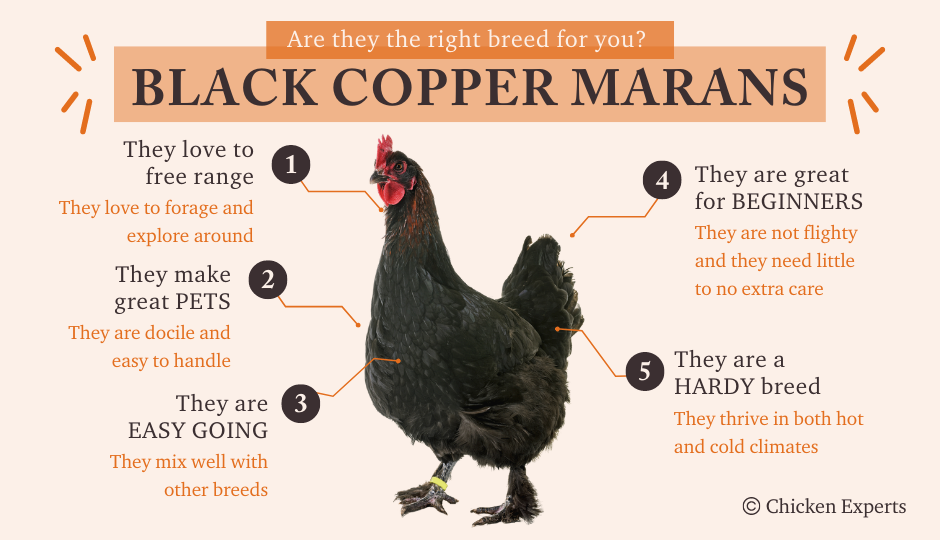 black copper marans temperament facts