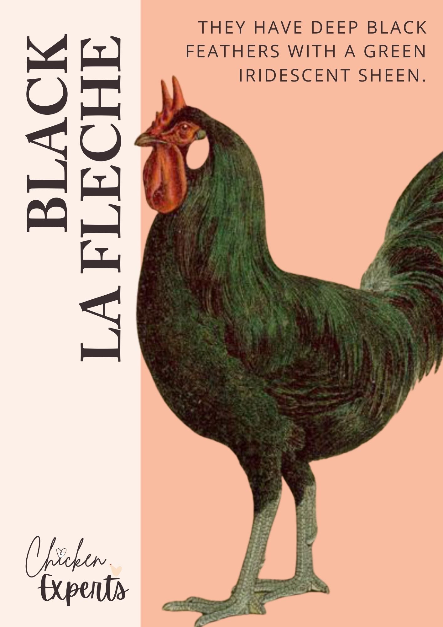 black la fleche chicken