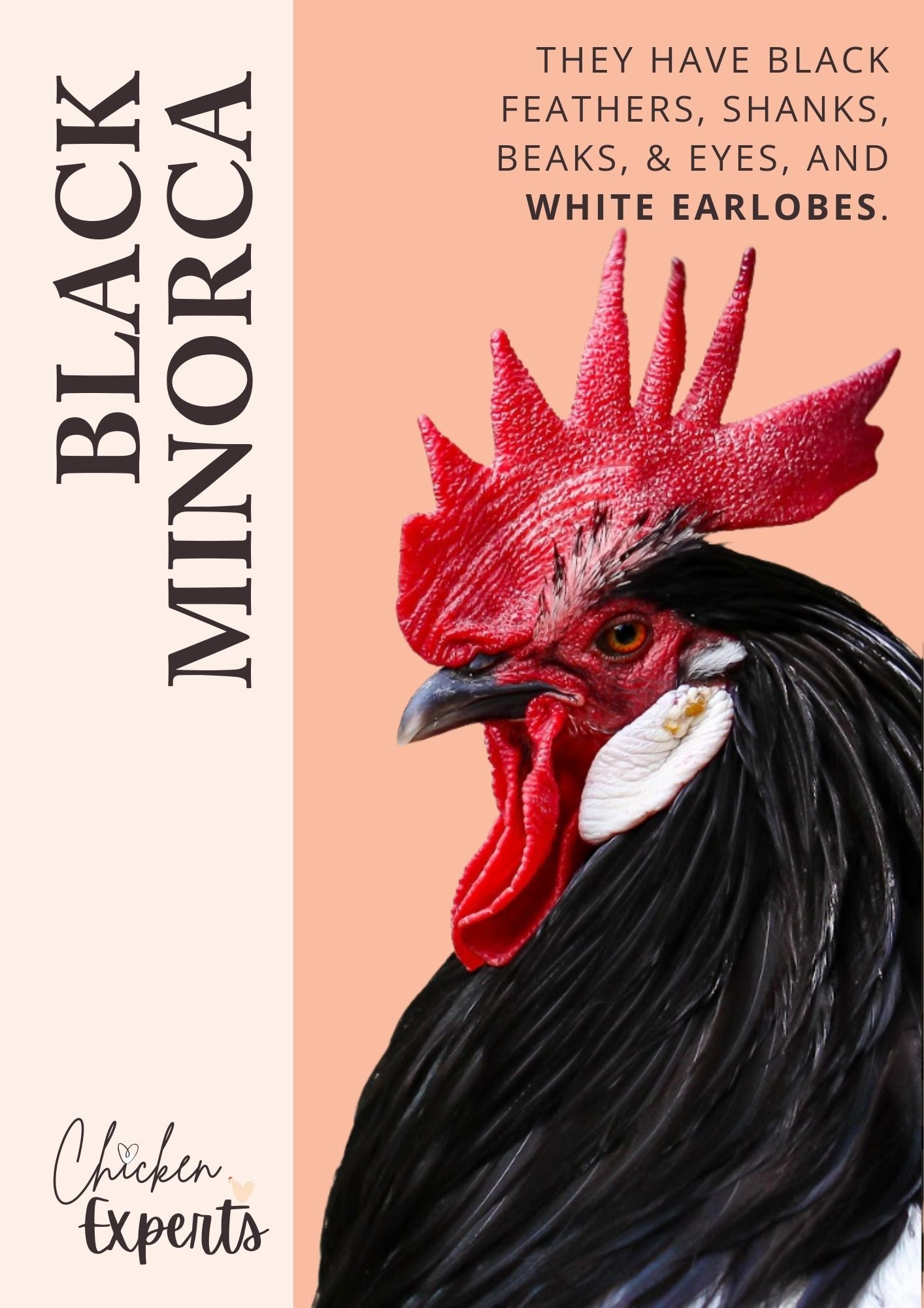 black minorca chicken