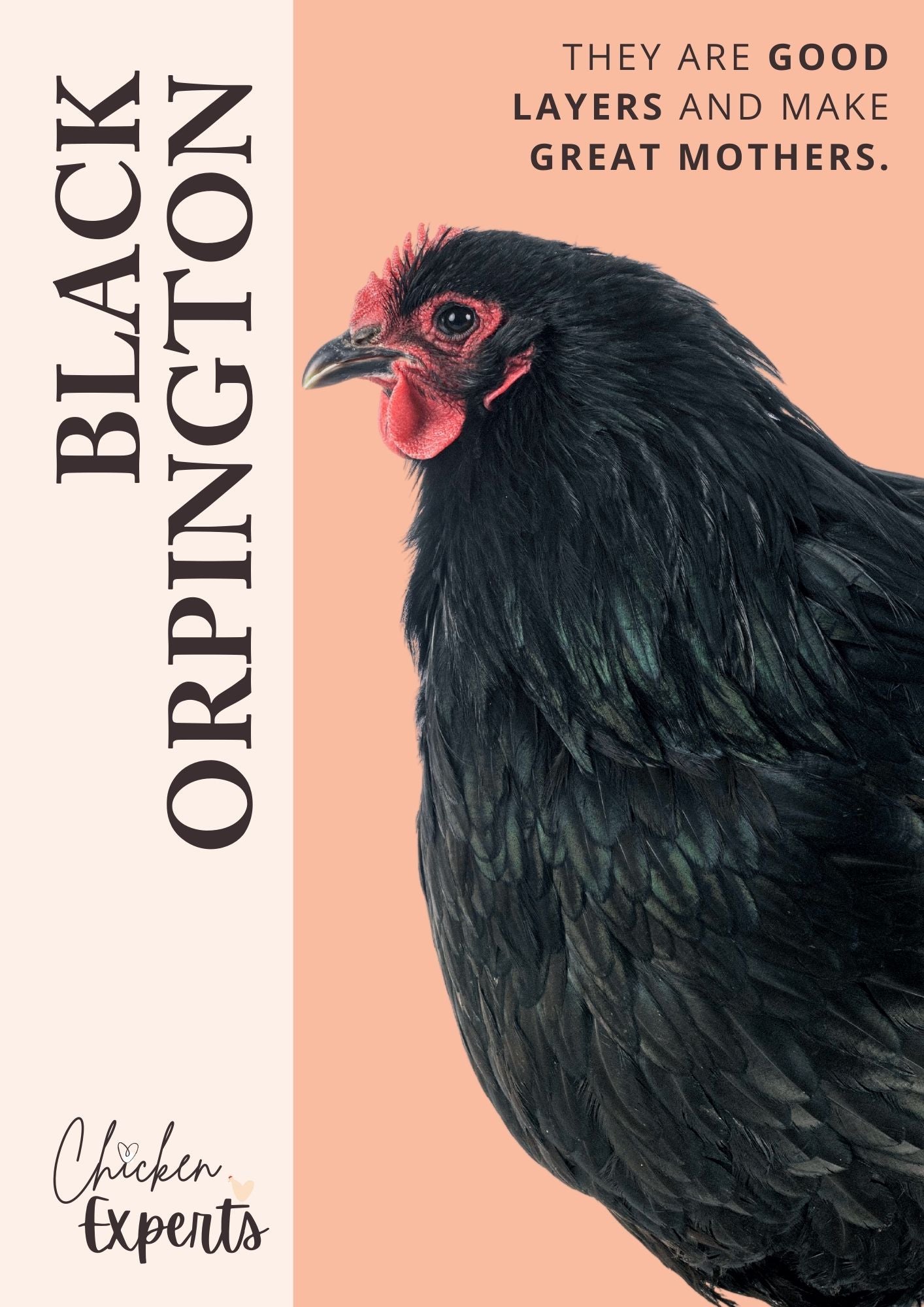 black orpington chicken