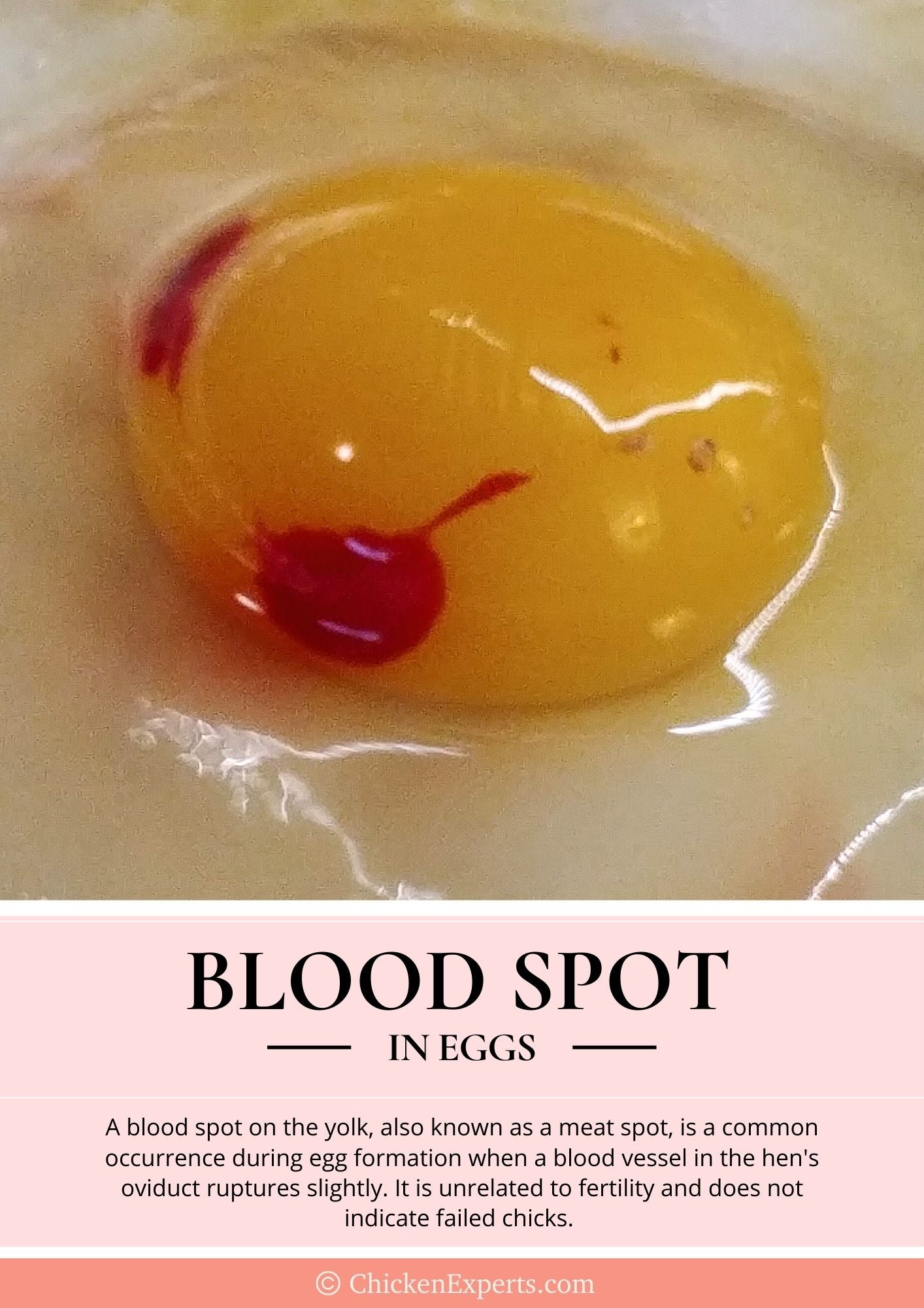 blood spot in eggs