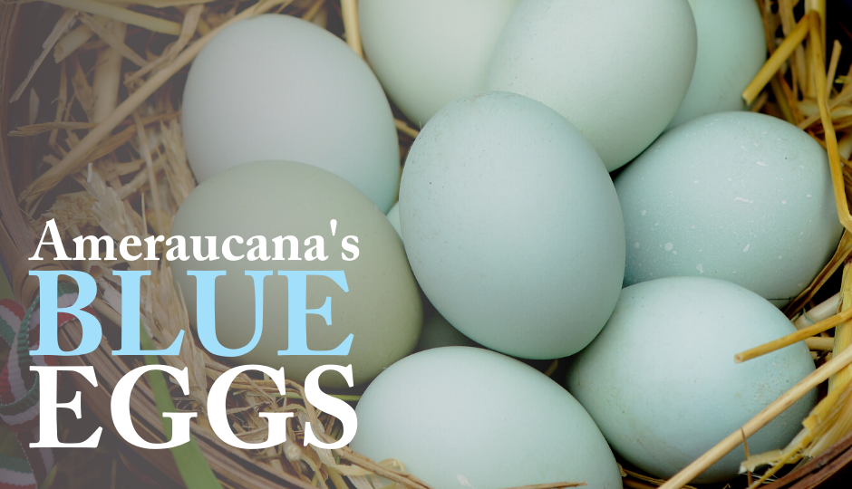 ameraucana chicken's blue eggs