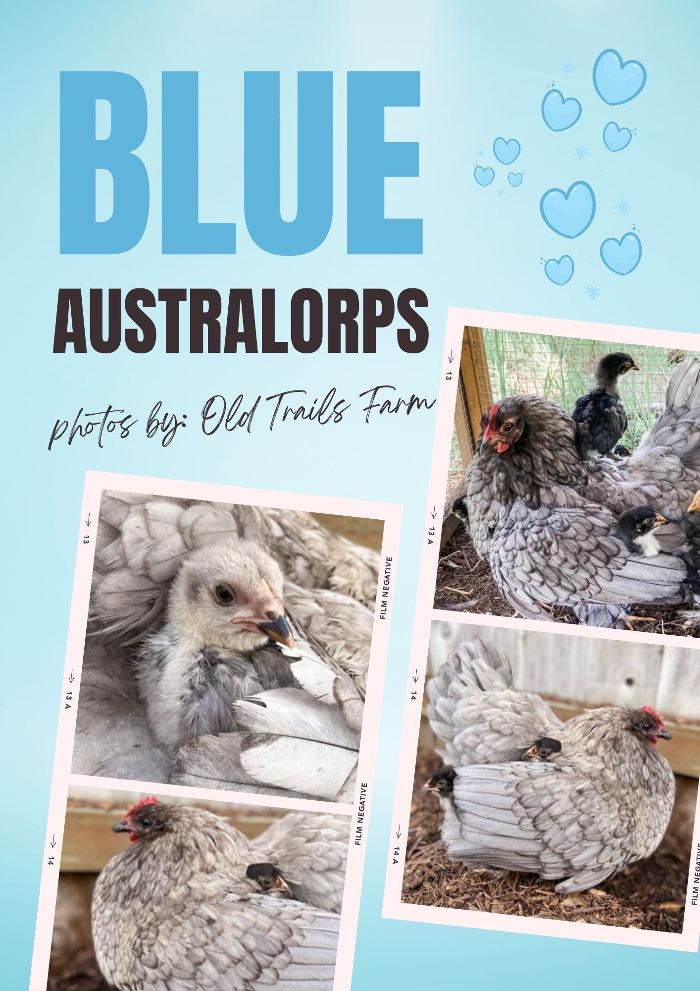 blue australorp chickens