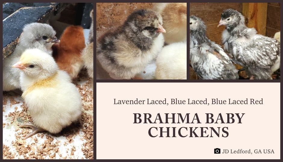 brahma baby chickens