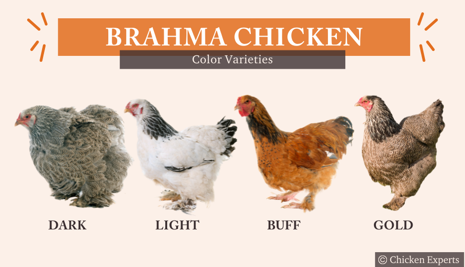 Brahma chicken breed colors dark, light, buff, gold