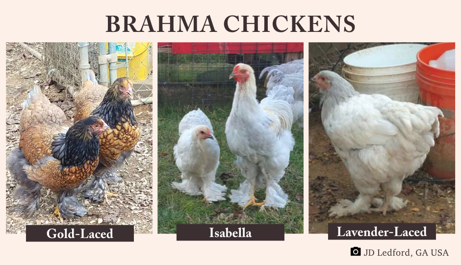 brahma chickens other color varieties