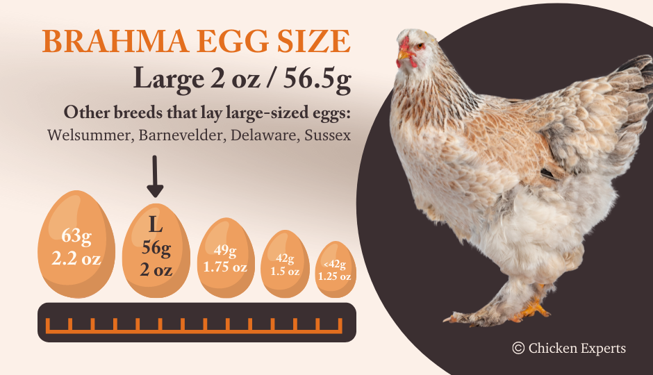 Brahma chicken egg size comparison chart