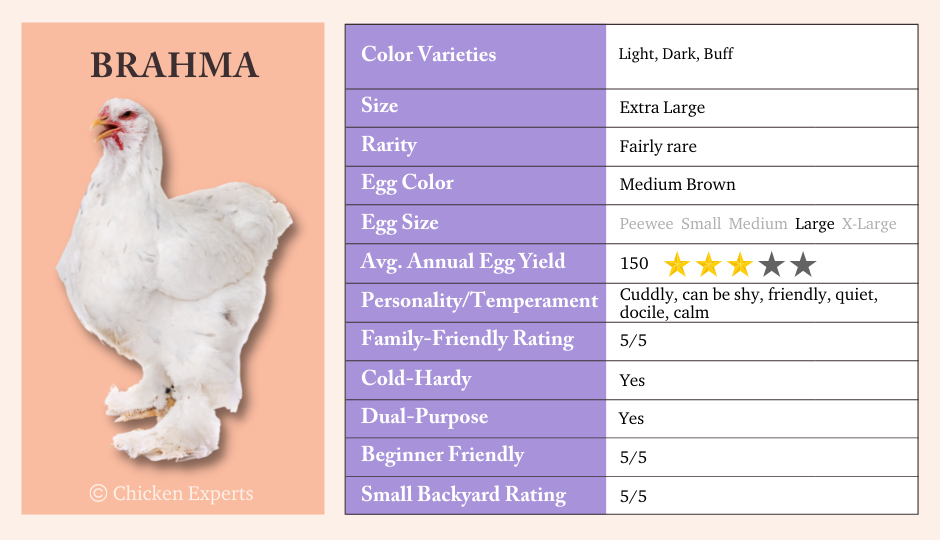 كشتوكال - Brahma Chicken Height, Size, Eggs, Colors, & Size Table