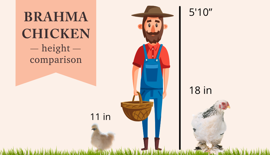 Brahma size comparison with Silkie chicken and man