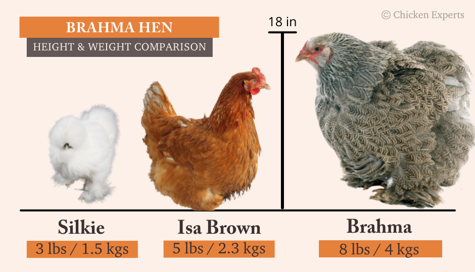 Brahma Hen Size Comparison to Silkie and Isa Brown