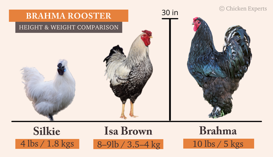 Brahma Rooster Size Comparison to Silkie and Isa Brown