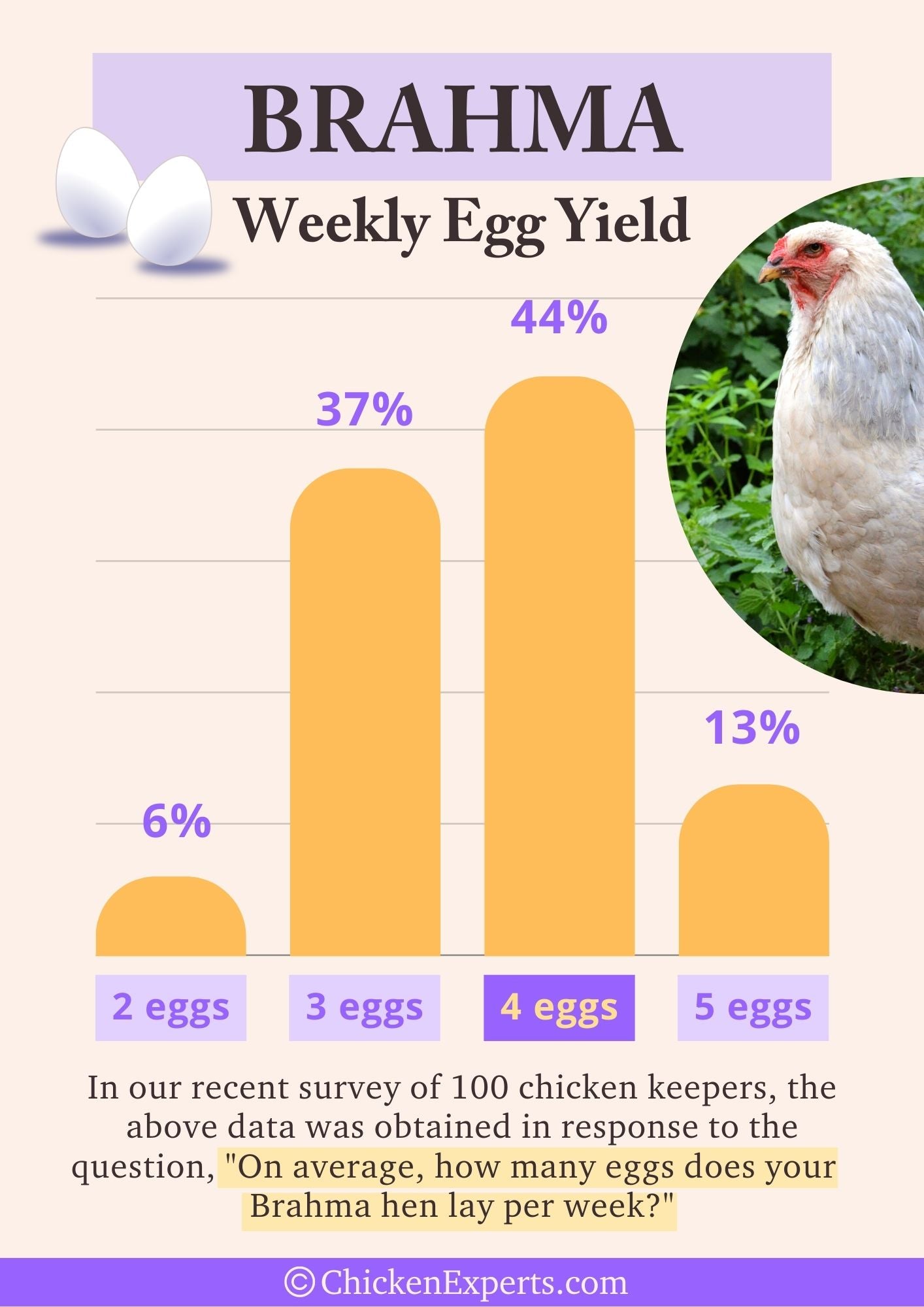 brahma chicken weekly egg yield