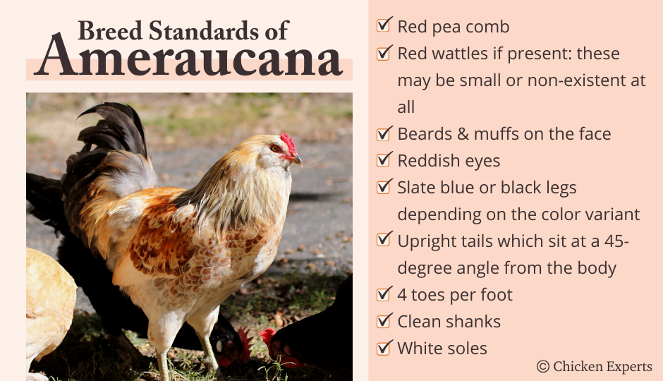breed standards of ameraucana
