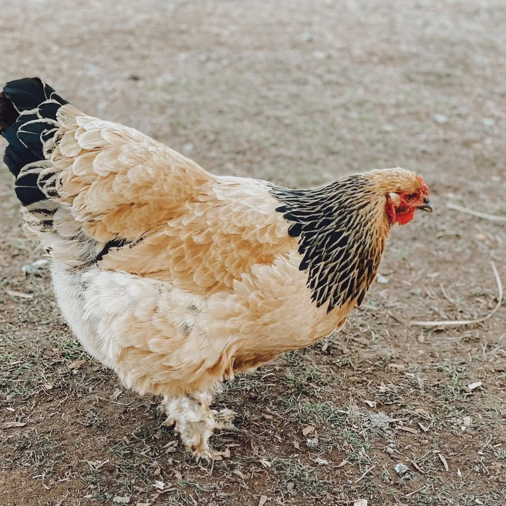 88% of Brahma chicken owners said this and you will be shocked! 😱 -  chickenexperts