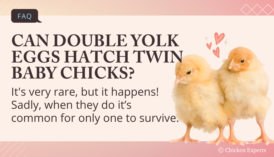 can-double-yolk-eggs-hatch-twin-baby-chicks