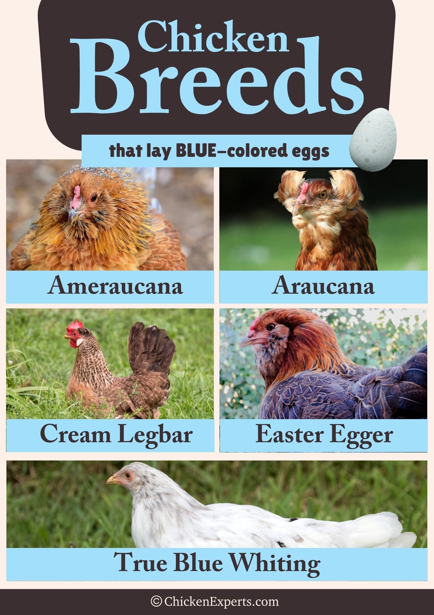 chicken breeds that lay blue eggs