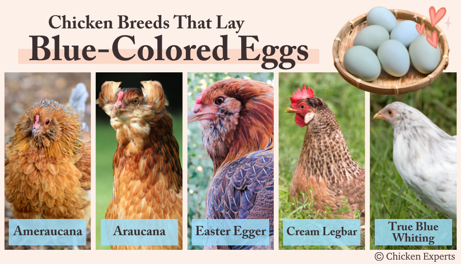 chicken breeds that lay blue eggs