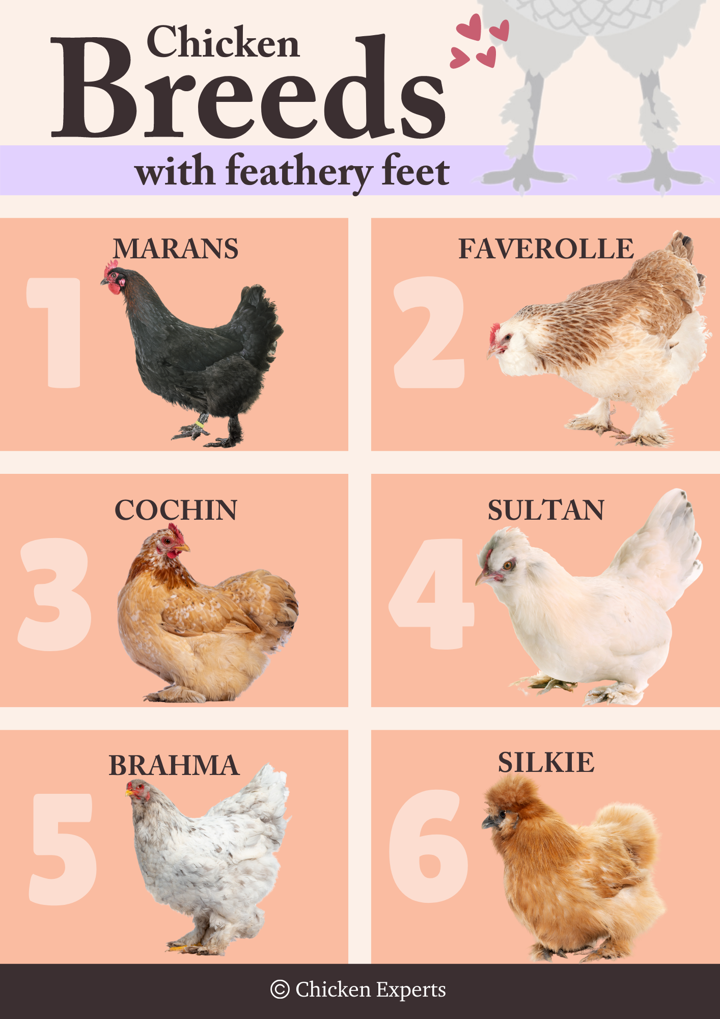 chicken breeds with feathery feet