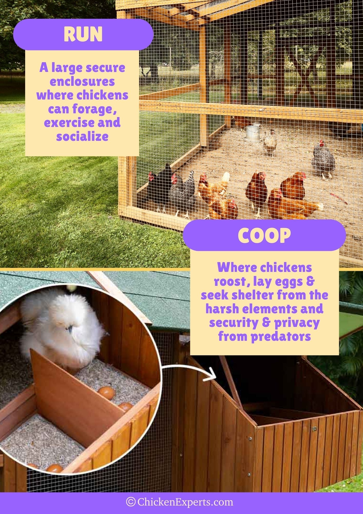 chicken coop versus chicken run