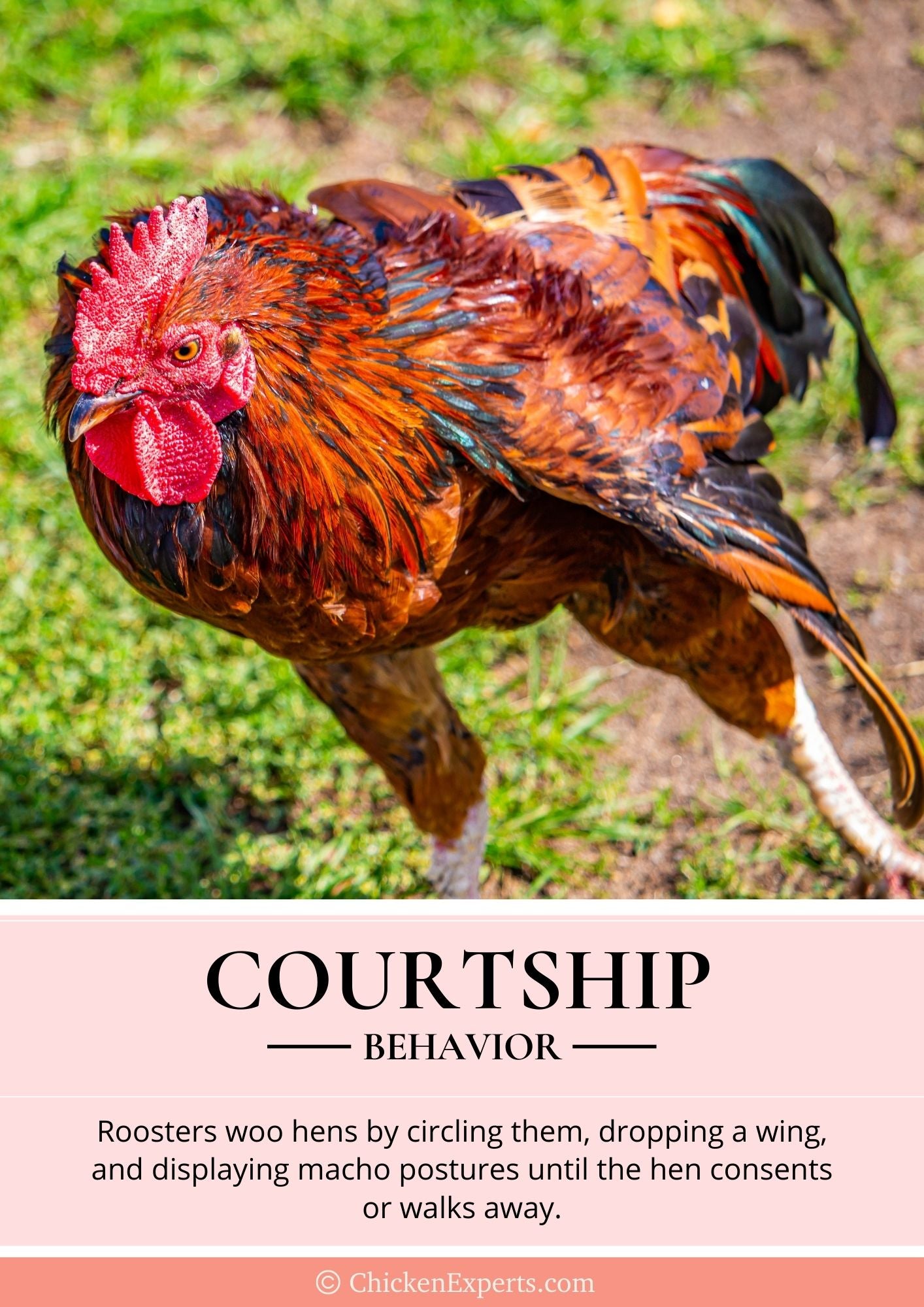 chicken courtship behavior