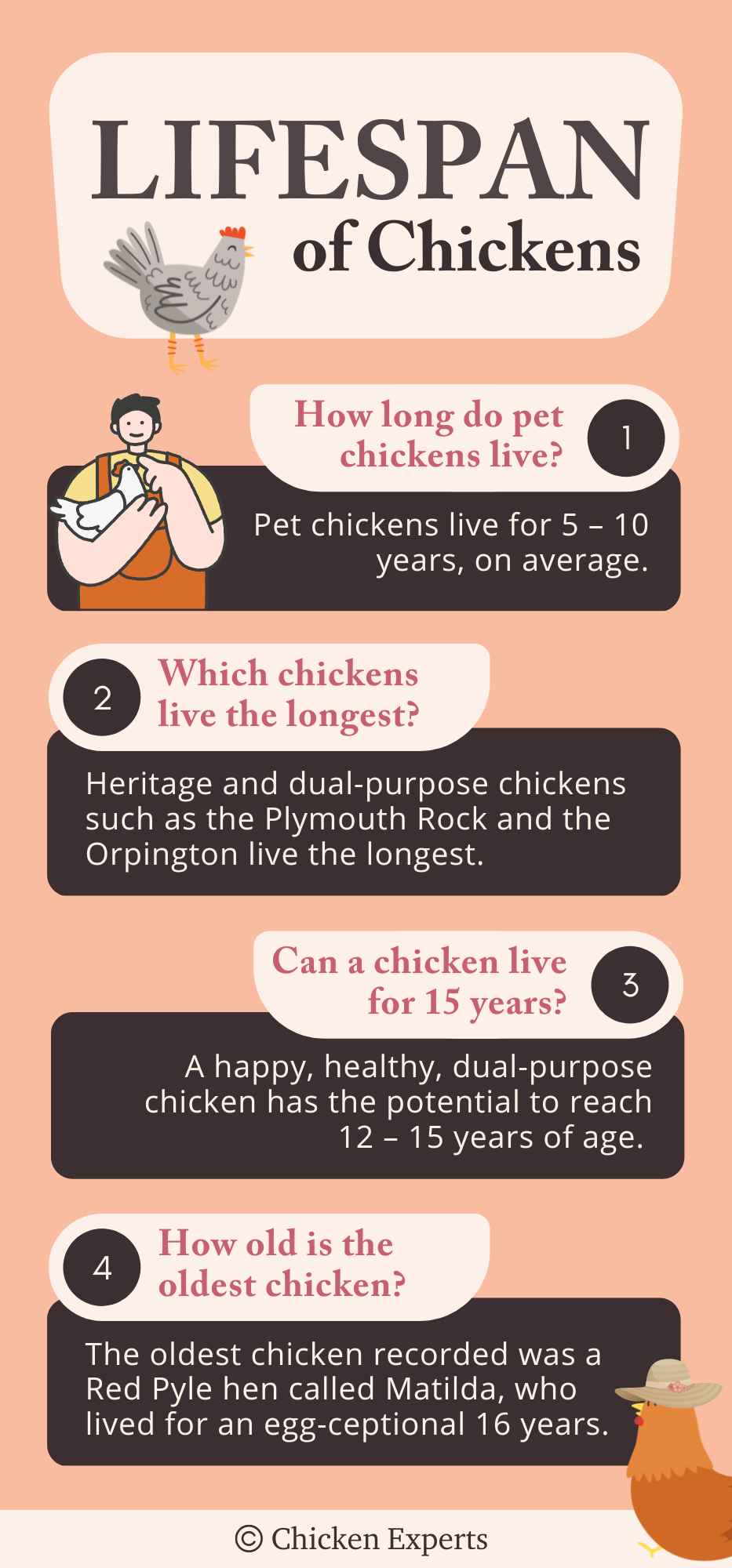chicken-lifespan-facts