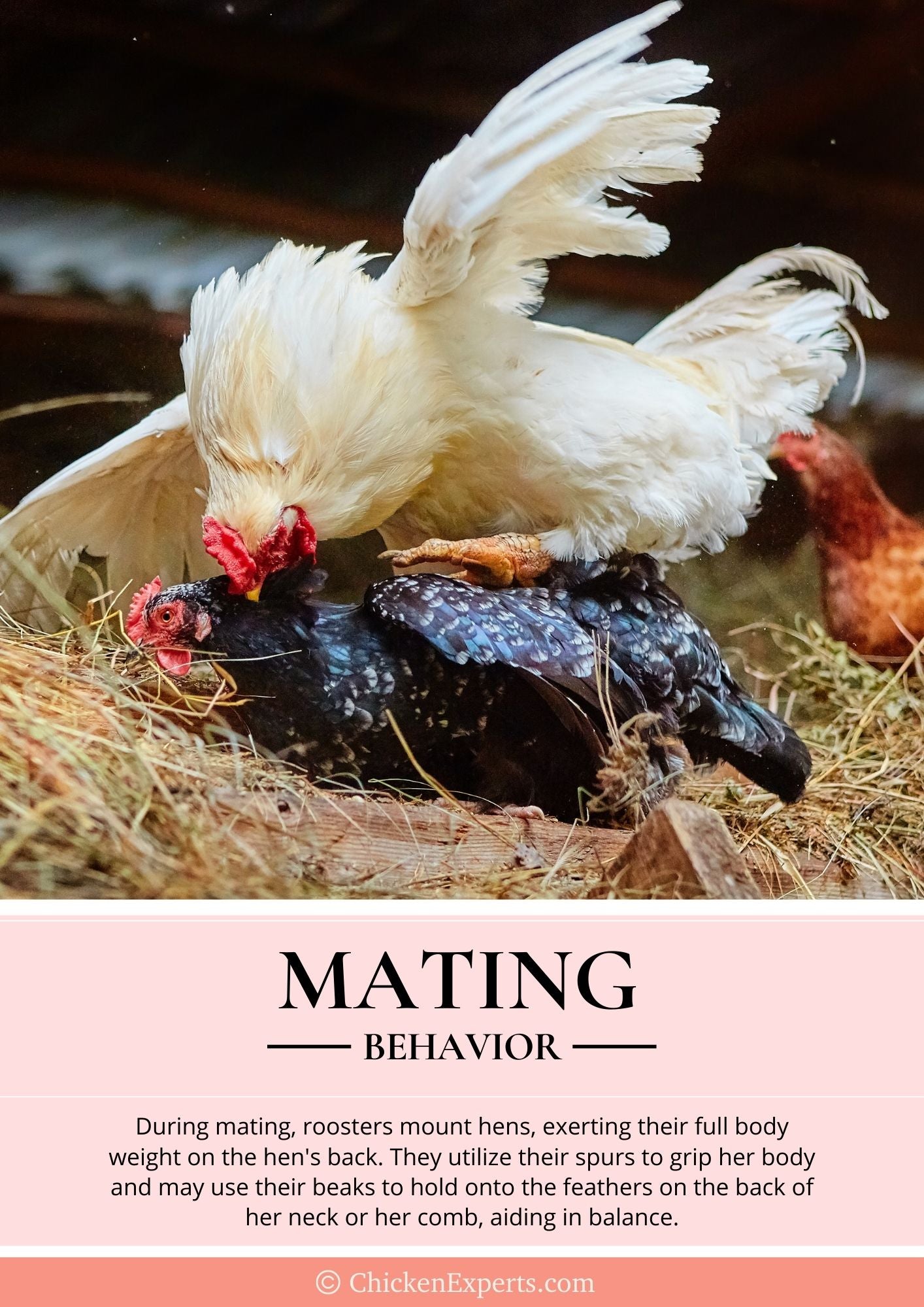 chicken mating behavior