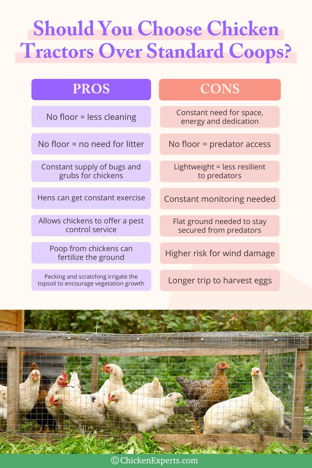 chicken tractors versus standard coops