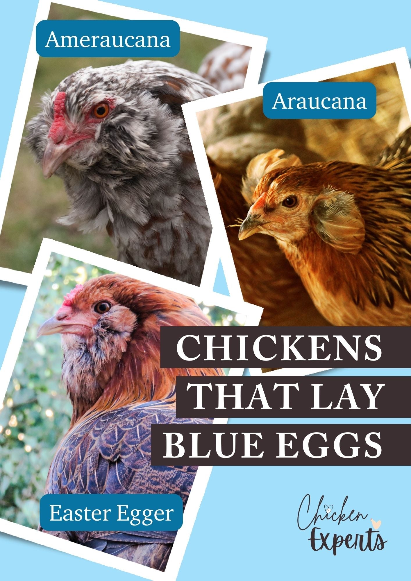 chickens that lay blue eggs